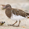 Black Turnstone